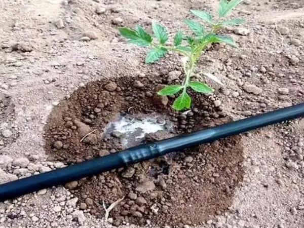 滴灌案例