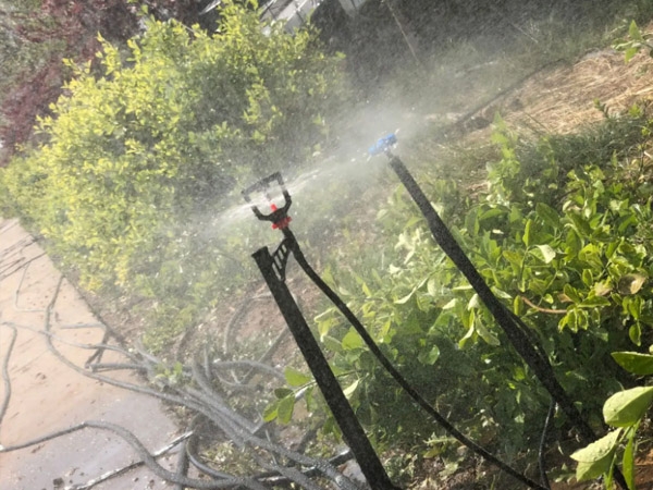 地插微噴案例